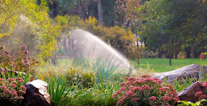 Blooming flowers in summer park.