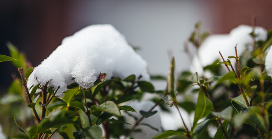 Bush covered in snow in Canada